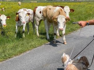 HAVANESE DOG BREEDER