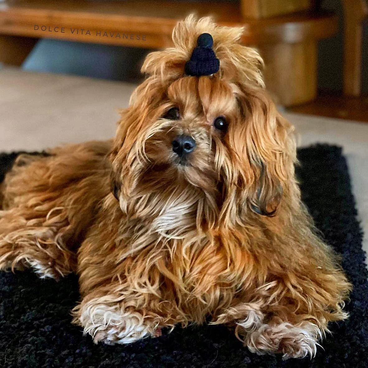 HAVANESE DOG BREEDER NEAR ME