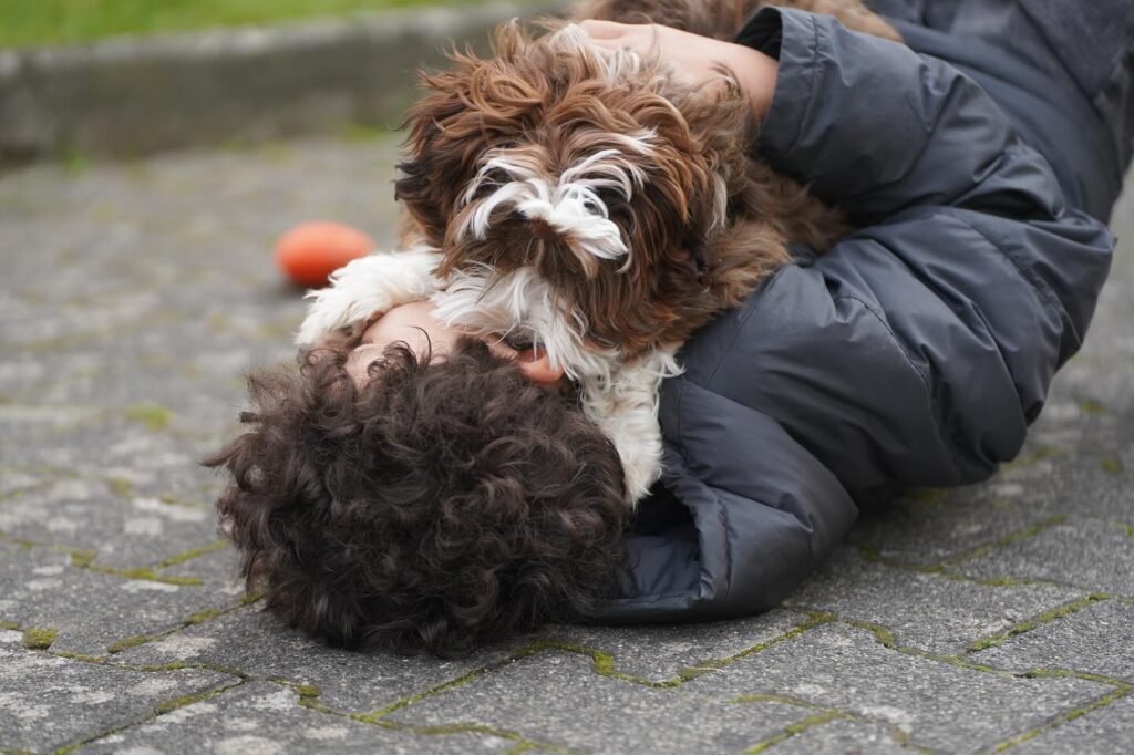 HAVANESE DOG FOR SALE
