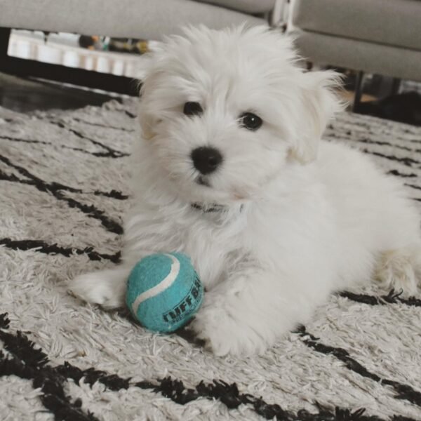 HAVANESE PUPPIES FOR SALE NEAR ME
